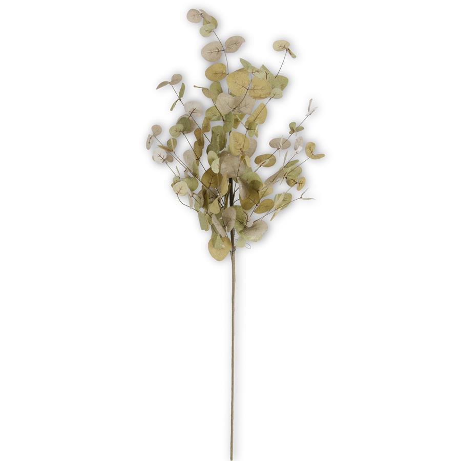 Two tone green eucalyptus stem on white background.